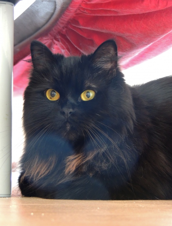 Chat qui attaque sans raison - Chats - FORUM Animaux Chat qui attaque sans raison - Chats - FORUM Animaux