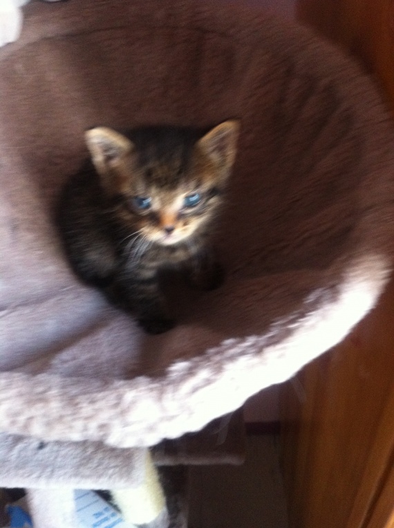 comment s'occupé d'un petit chaton non sevré? PHOTO comment s'occupé d'un petit chaton non sevré? PHOTO