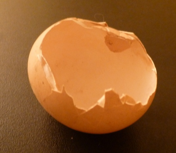 quel animal mange les oeufs de poule