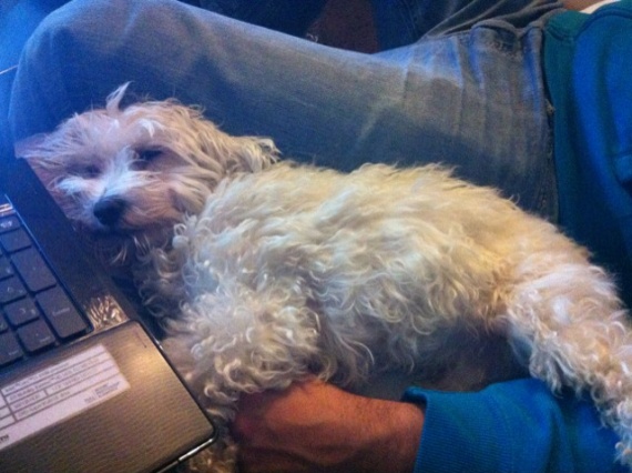 Mon bichon de 2 ans et demi n'est pas propre la nuit Mon bichon de 2 ans et demi n'est pas propre la nuit