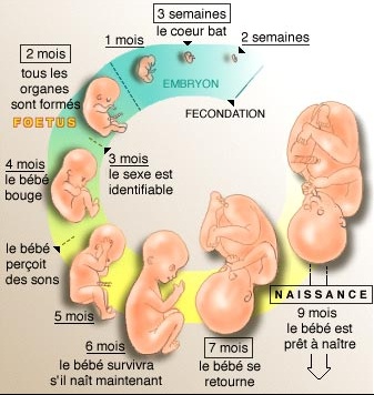 Afficher l'image d'origine