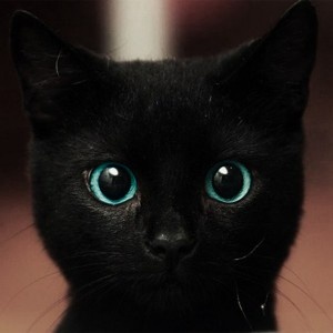 Image 1192: chat noir seeu sourire yeux_bleus 