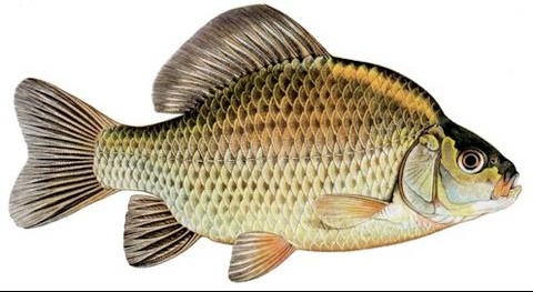 La carte de la chasse du poisson dans la pêche russe