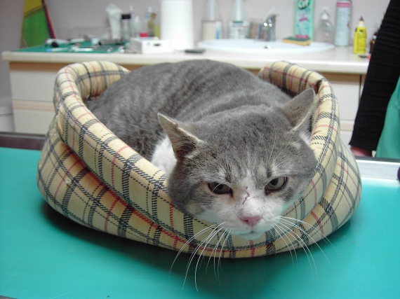 Cancer de l'estomac durée de vie most cancers du foie inopérable esperance de vie