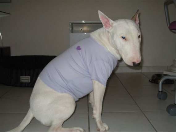 allergie de mon bull terrier - Chiens - FORUM Animaux allergie de mon bull terrier - Chiens - FORUM Animaux