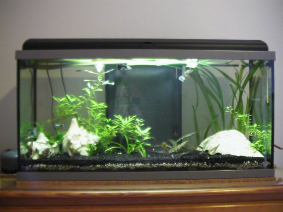 comment decorer un aquarium
