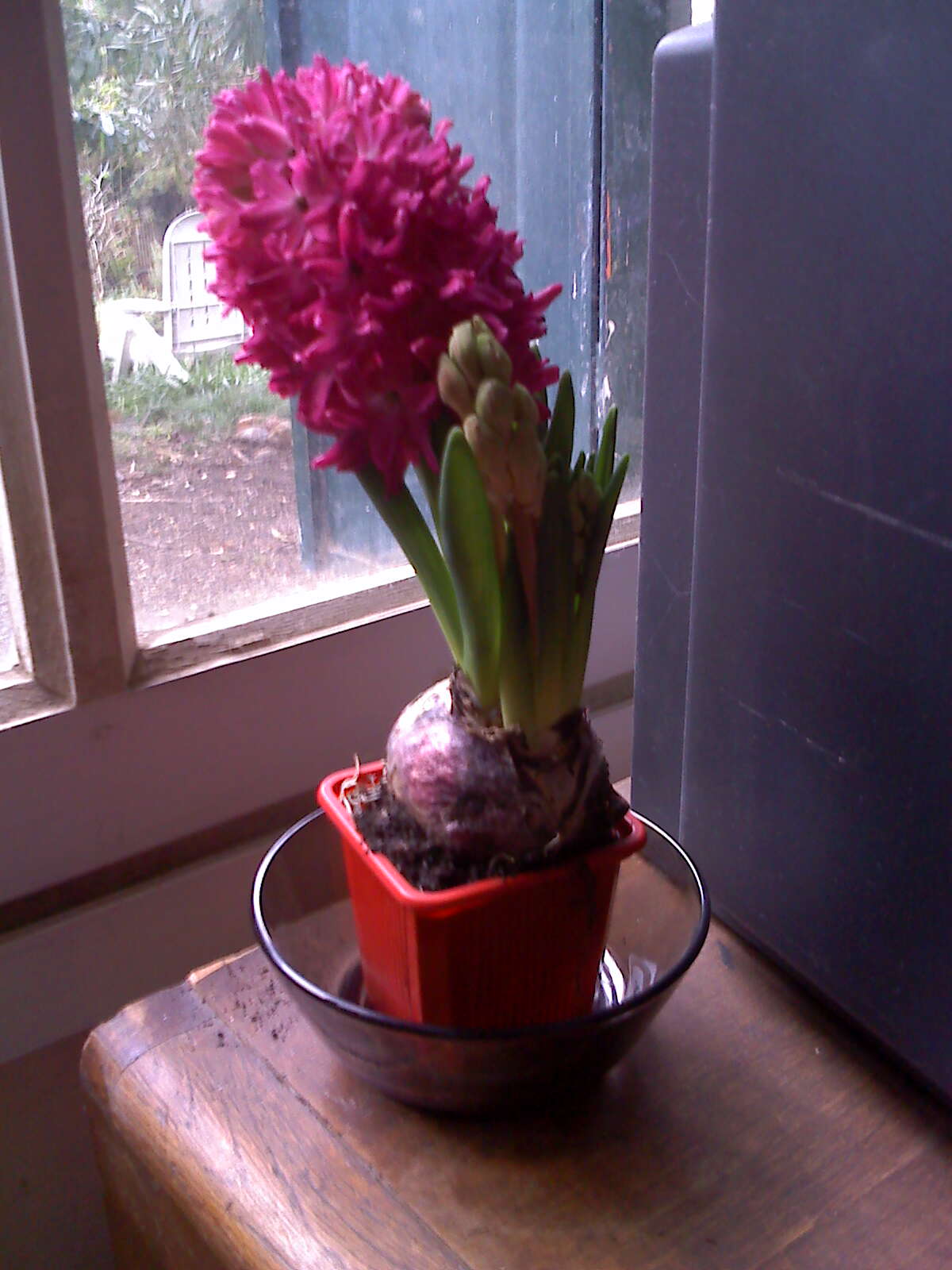 arrosage jacinthe en pot