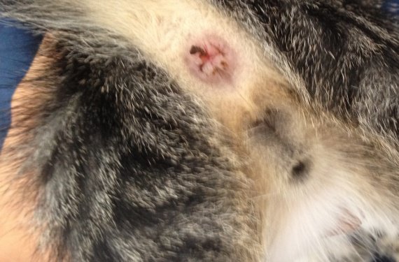 Le traitement contre les parasites par les semences du lin