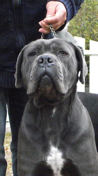 Garry Papa Ina Cane Corso Doris49 Photos Club Doctissimo
