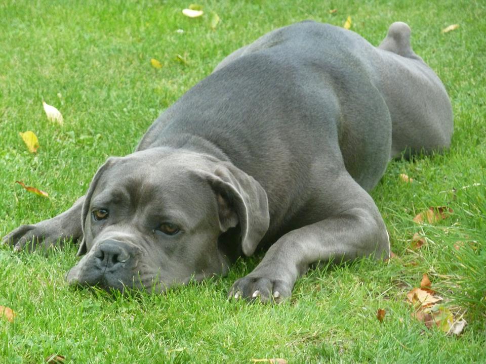 On A Choisi Un Cane Corso Pas Un Mâtin De Naples Chiens Forum