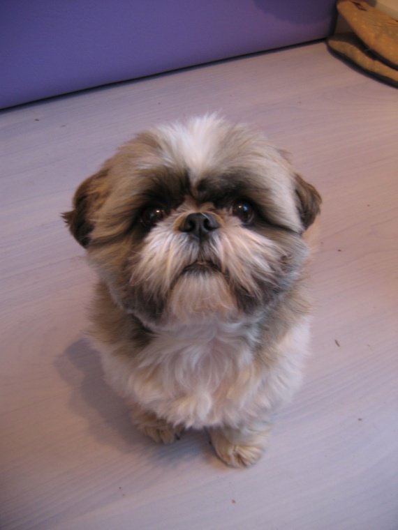 comment devenir eleveur de shih tzu