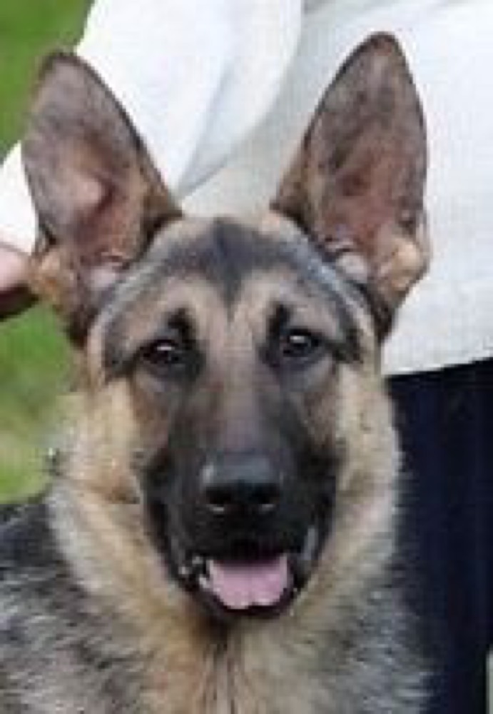 berger allemand sable - Chiens - FORUM Animaux berger allemand sable - Chiens - FORUM Animaux