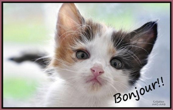 img-1948097050b.jpg?v=11