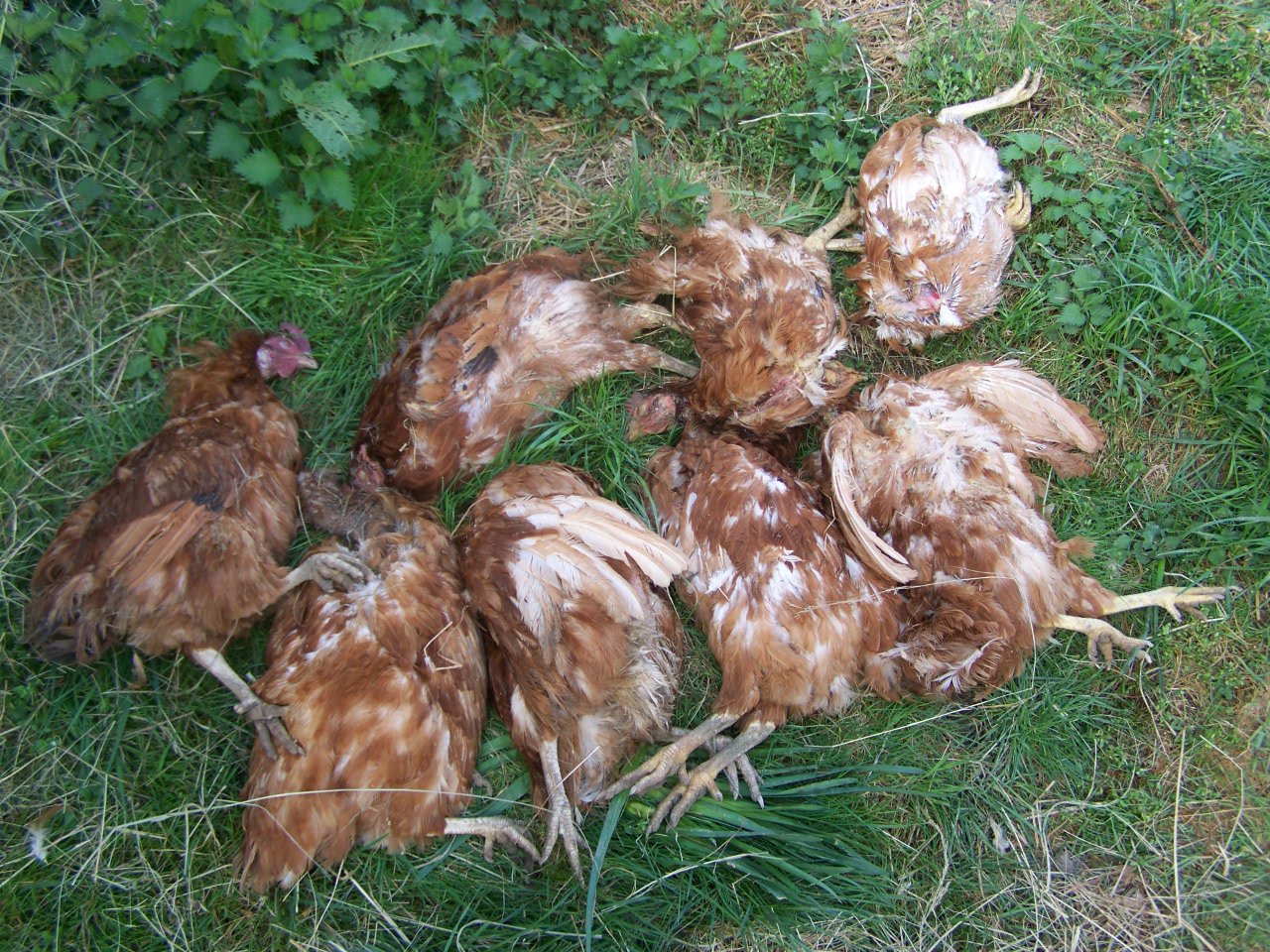 quel animal egorge les poules