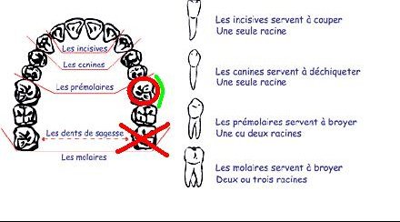 Les moyens pour les veines sur les pieds