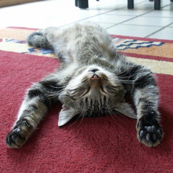 Nos amis les animaux - Page : 138 - Loisirs - Discussions - FORUM HardWare.fr