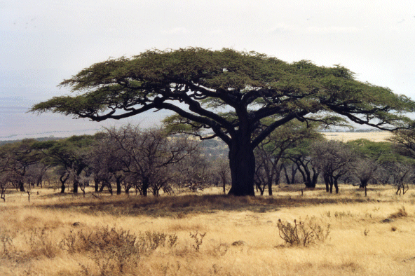 Acacias1 - DANS LA SAVANE - Un coin de paradis - Doctissimo