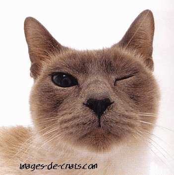 http://aws-cf.imdoc.fr/prod/photos/3/5/5/8770355/22989414/big-229894143c1.gif?v=11