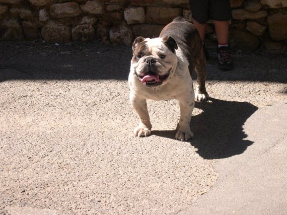 bouledogue americain bully - Page : 2 - Chiens - FORUM Animaux bouledogue americain bully - Page : 2 - Chiens - FORUM Animaux