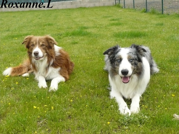 Tondre un Border Collie? - Chiens - FORUM Animaux Tondre un Border Collie? - Chiens - FORUM Animaux