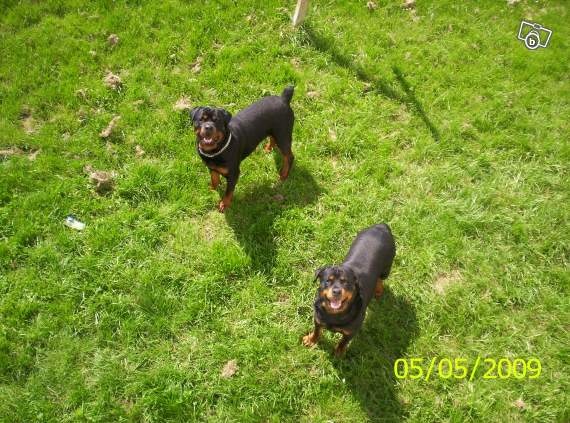 le rottweiler un chien d'exeption - Page : 4 - Chiens le rottweiler un chien d'exeption - Page : 4 - Chiens