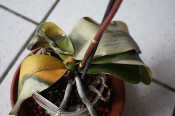 Orchidées abimées - besoin de conseils - Jardinage - FORUM ...