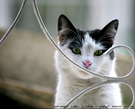 radiothérapie externe pelvienne