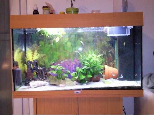 comment decorer un aquarium