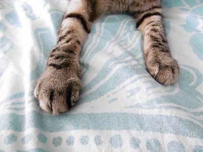 Mon chat a la patte enflée - Médecine vétérinaire - FORUM Mon chat a la patte enflée - Médecine vétérinaire - FORUM