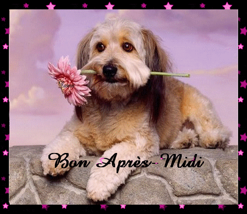 Résultat de recherche d'images pour "Bonne après midi"