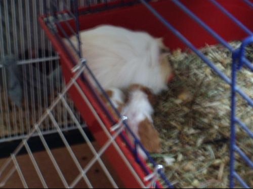 Comment Reconnaitre Le Sexe D Un Lapin reconnaitre le sexe de cochons dinde - Hamsters, cochons d'Inde, lapins