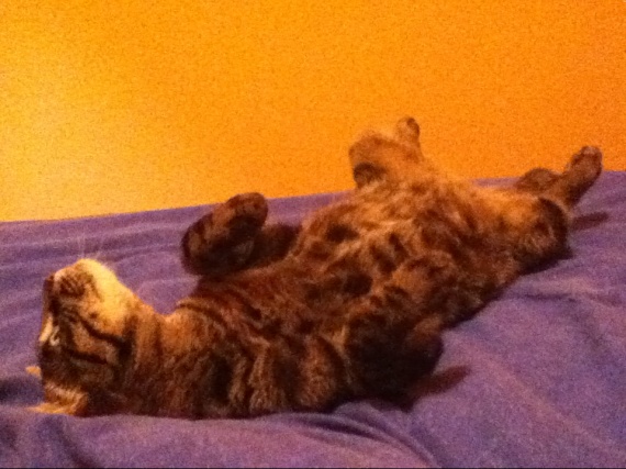 mon chat dort sur le dos - Médecine vétérinaire - FORUM mon chat dort sur le dos - Médecine vétérinaire - FORUM