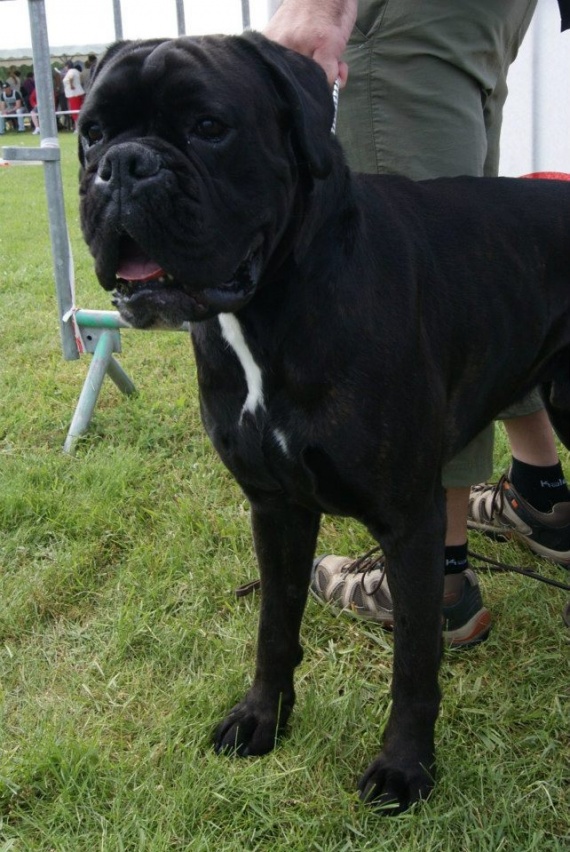 Pour les fans de boxer (bis) - Page : 135 - Chiens - FORUM Pour les fans de boxer (bis) - Page : 135 - Chiens - FORUM