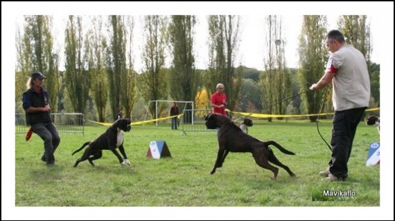 Laisse pour exposition canine - Chiens - FORUM Animaux Laisse pour exposition canine - Chiens - FORUM Animaux