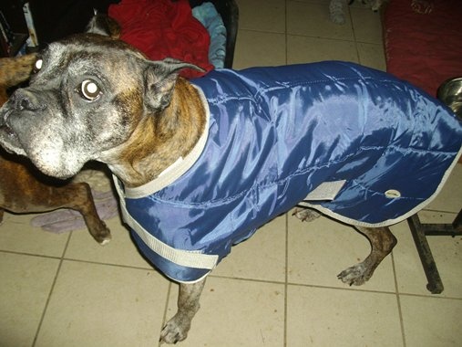 manteau pour grand chien boxer