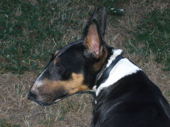 chiot qui essaye de mordre Cela pourrait même aboutir à de plus gros problèmes qu’un simple chiot qui aime mordre – la règle générale pour arrêter ce problème est de toujours encourage un comportement acceptable et de toujours décourager un comportement inacceptable. chiot qui essaye de mordre Cela pourrait même aboutir à de plus gros problèmes qu’un simple chiot qui aime mordre – la règle générale pour arrêter ce problème est de toujours encourage un comportement acceptable et de toujours décourager un comportement inacceptable.