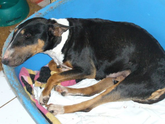 chien qui essaye de vomir chien qui essaye de vomir