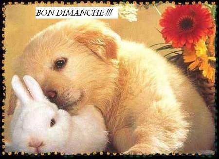 regime dukan rythme pp pl