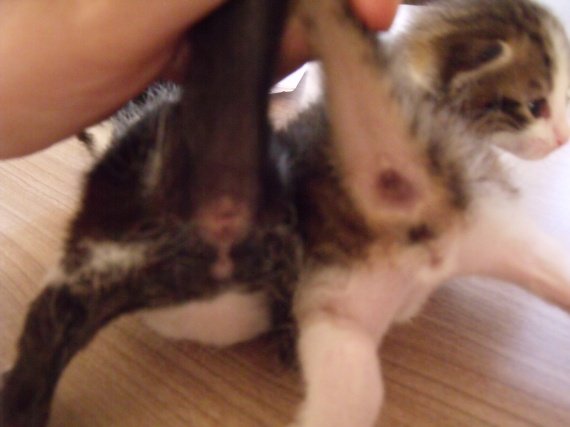 le sexe de cheval sexe chaton le sexe de cheval sexe chaton