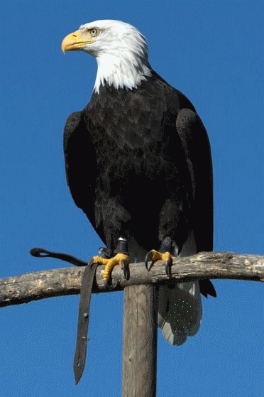 quel est animal symbolique des etats unis