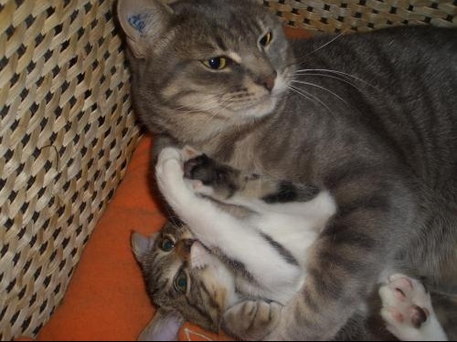 mon chaton essaye de teter mon chaton essaye de teter