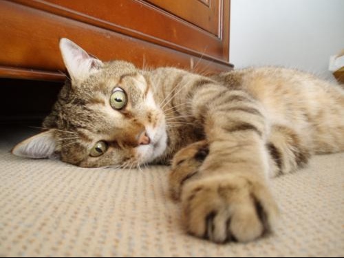 elle nous montre sa chatte se faire lecher elle nous montre sa chatte se faire lecher