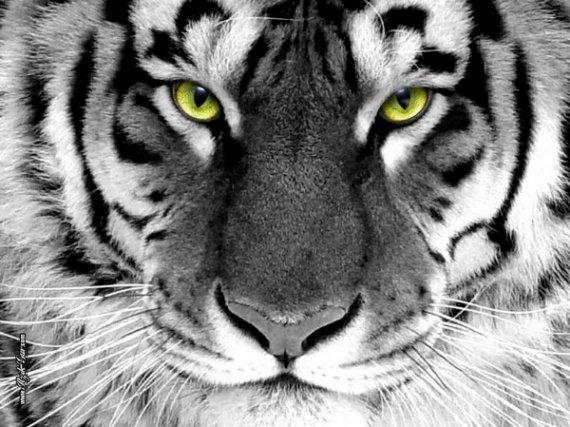 Tigre dans la neige 2  Tigre De Siberie Animal  Panthera Tigris Altaica 