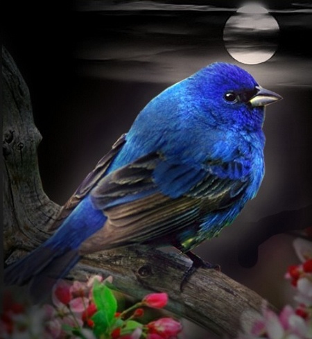 oiseau-bleu - oiseau bleu - un joli oiseau bleu - Photos - Club Doctissimo