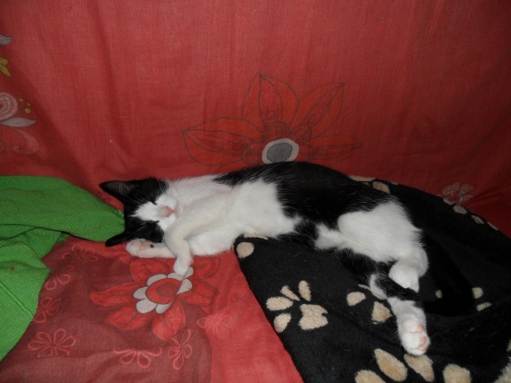 Rencontre 2 chats