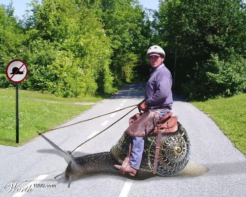 pour tous ceux qui aime les images insolites et rigolotes !!