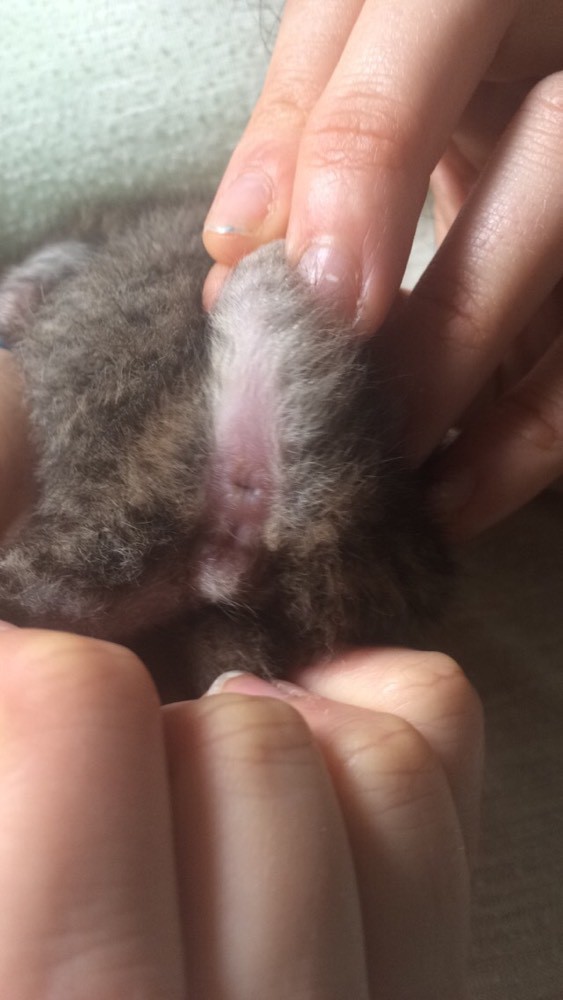 sexe chaton rétro sexe sexe chaton rétro sexe