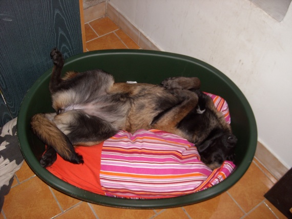 elliott mon chiot beauceron dort sur le dos - Chiens elliott mon chiot beauceron dort sur le dos - Chiens