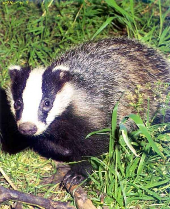 quel est animal qui vit dans un repaire