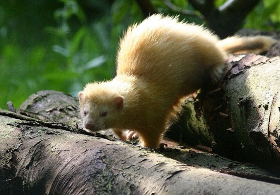 Image result for Doctissimo Devenir membre |belette martre